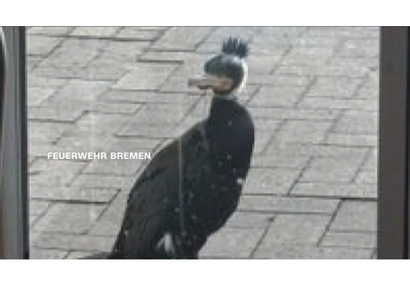 Баклан сам прилетел в больницу, чтобы попросить врачей о помощи