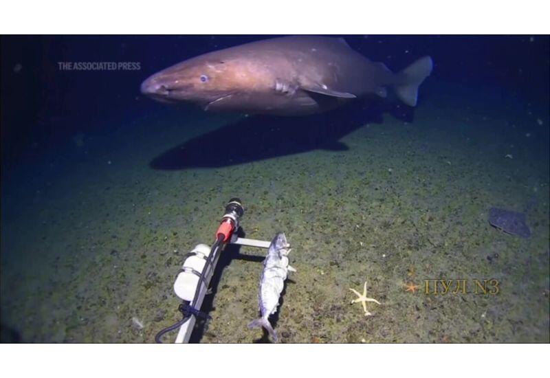 У берегов Антарктиды впервые удалось заснять акулу