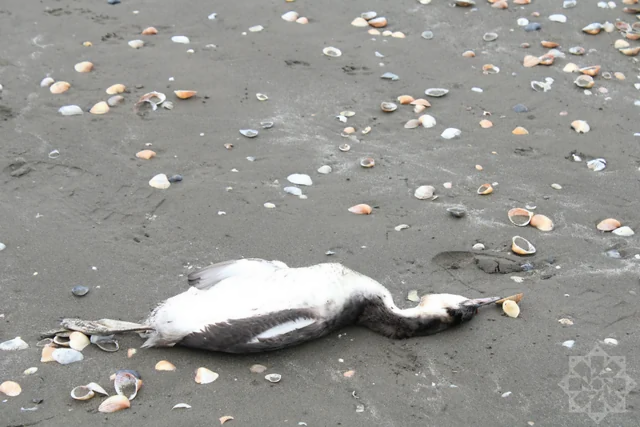 Xəzərdə minlərlə quş cəsədinin aşkarlandığı ərazidən