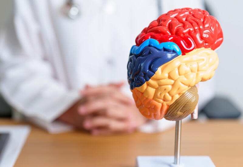 Ученые выяснили, какие клетки мозга управляют страхом