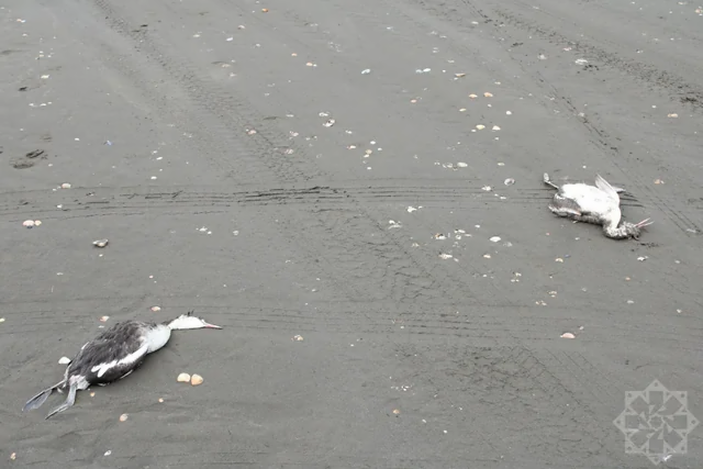 Xəzərdə minlərlə quş cəsədinin aşkarlandığı ərazidən