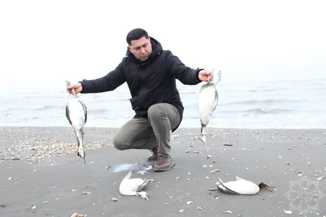 Xəzərdə minlərlə quş cəsədinin aşkarlandığı ərazidən