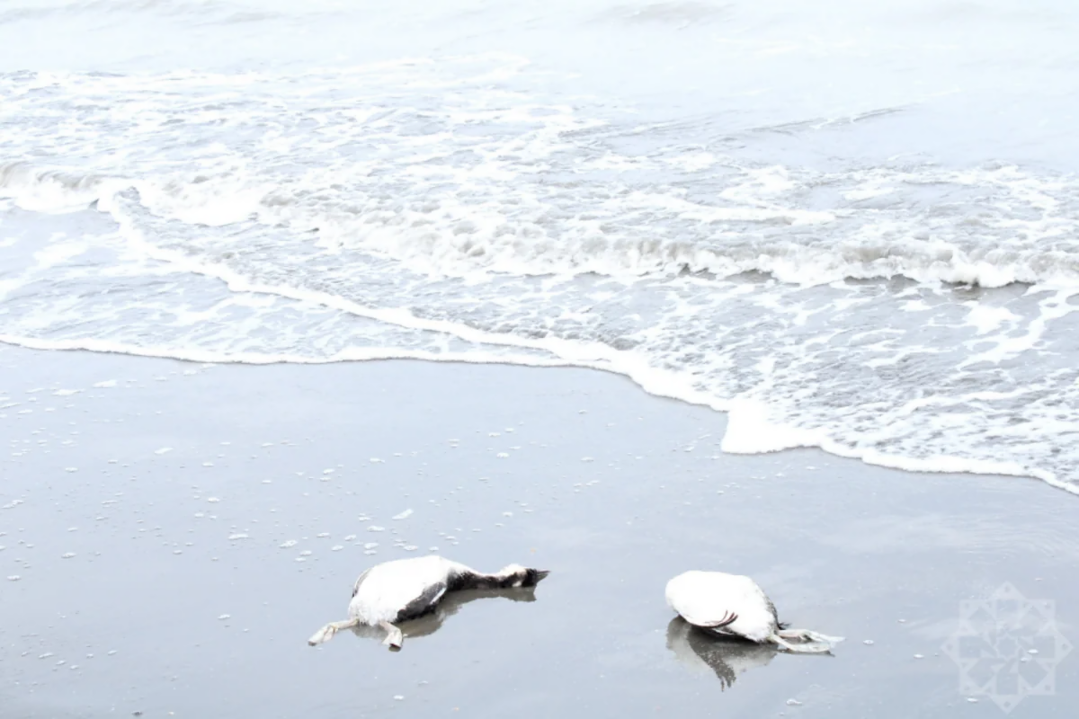 Xəzərdə minlərlə quş cəsədinin aşkarlandığı ərazidən