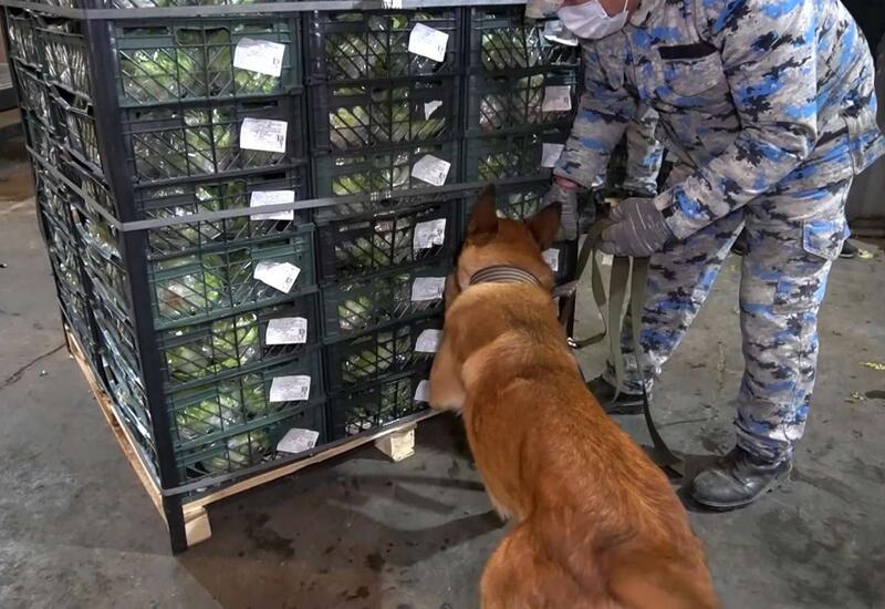 “Kahı” yükündə 79 kiloqramdan artıq narkotik vasitə aşkarlandı