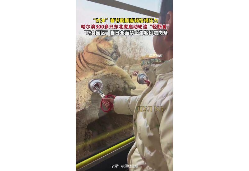 В китайском зоопарке растолстевших тигров посадили на диету