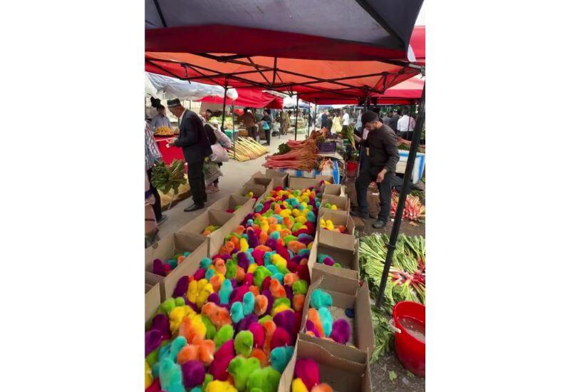 В Узбекистане начали продавать разноцветных цыплят