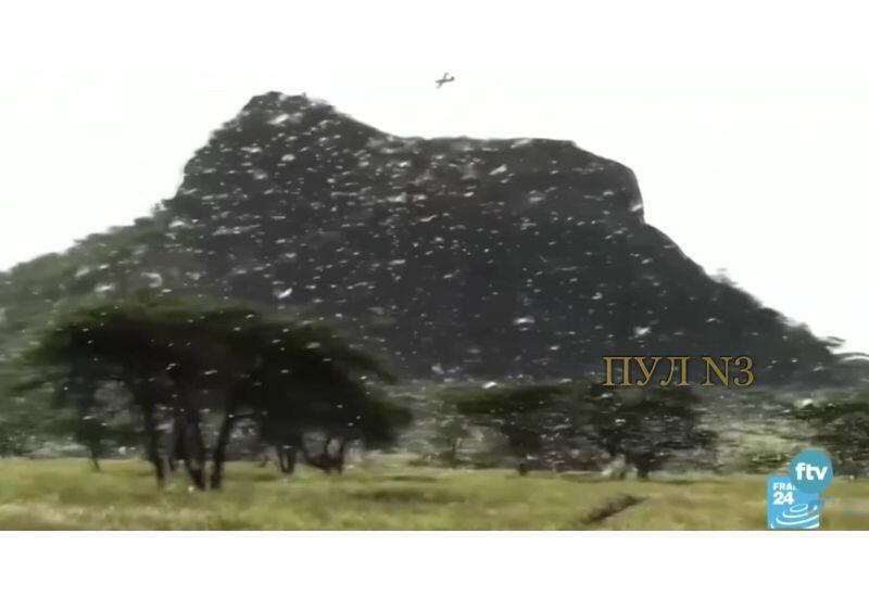 Нашествие саранчи обрушилось на Испанию