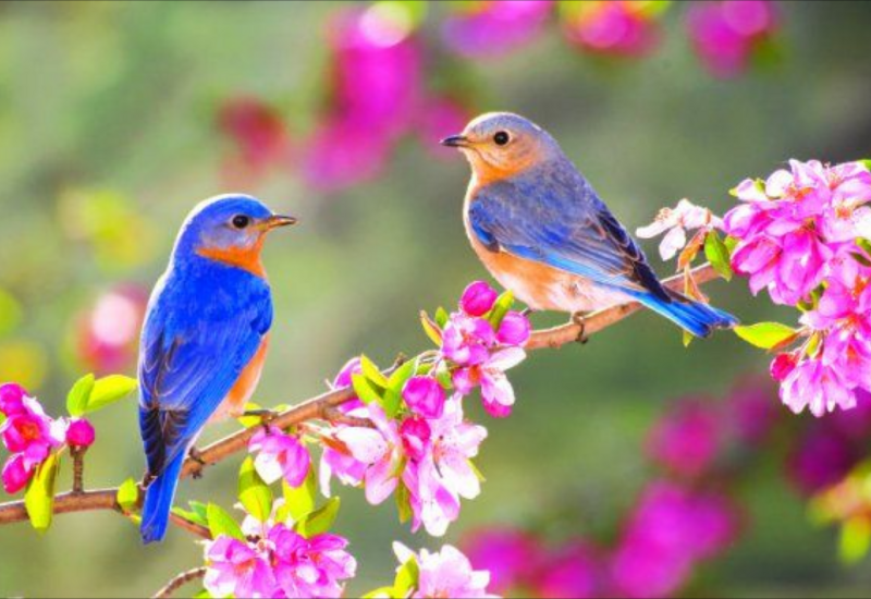 Какой будет погода в марте в Азербайджане?