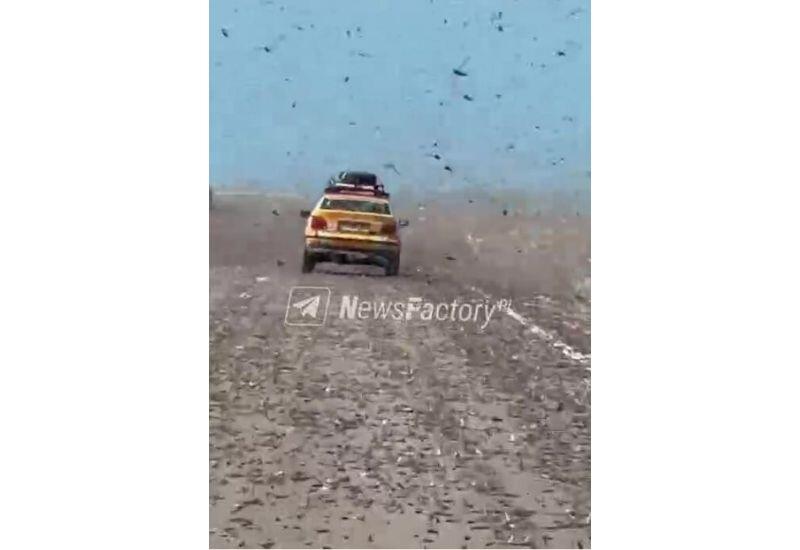 Первое нашествие саранчи в 2026 г. зафиксировано в пустыне Сахара