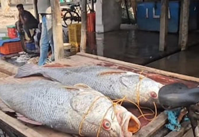 В Индии рыбаки поймали две редкие рыбы