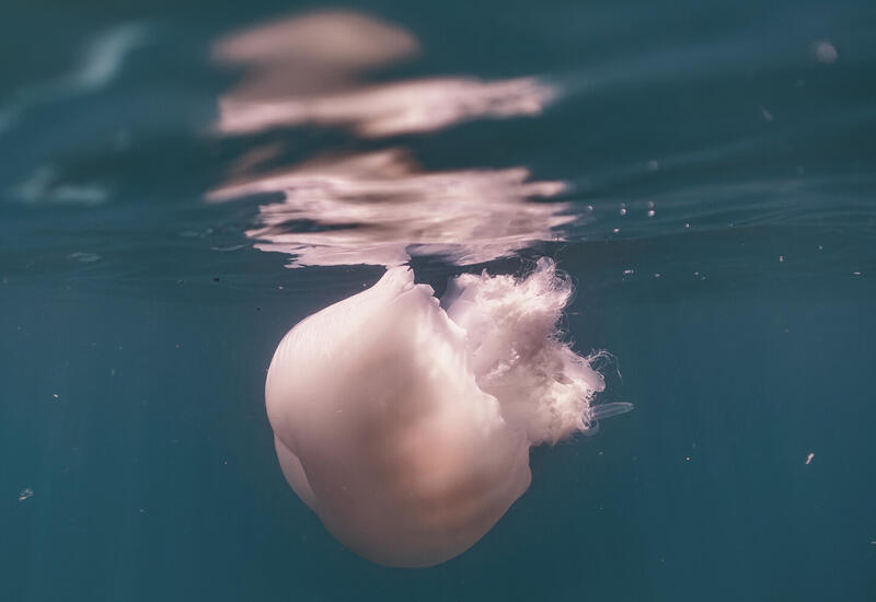 Турецкий ученый заявил о возникшей опасности на пляжах Антальи