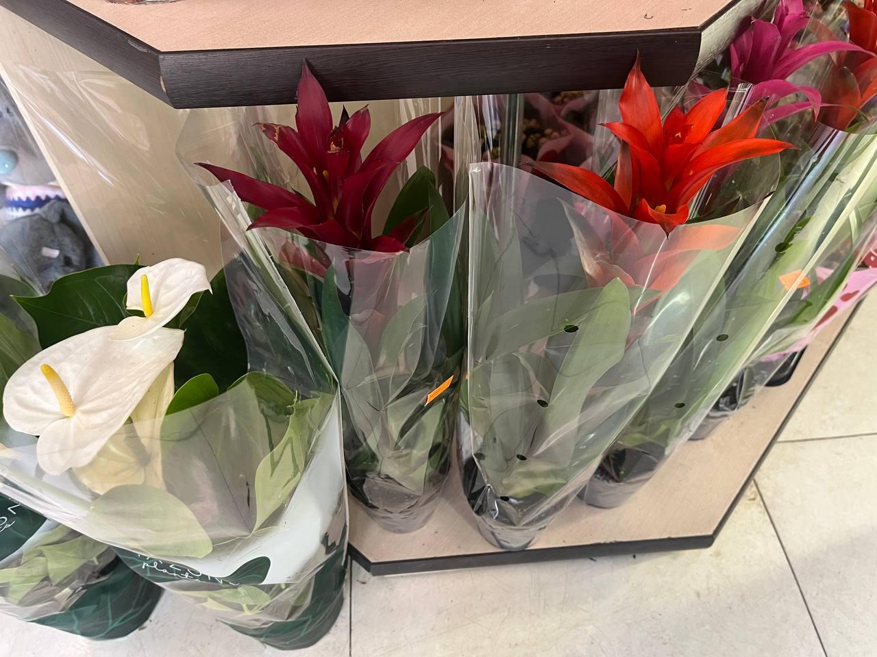 8 Mart ərəfəsində güllərə tələbat artdı