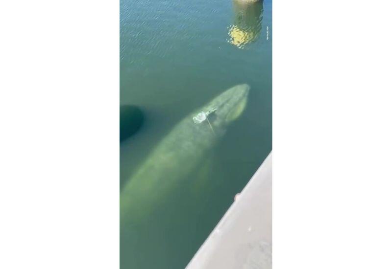 В немецком порту был замечен 12-метровый кит