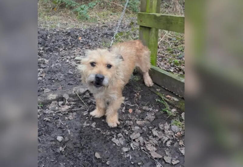 Видео из TikTok с брошенной собакой растрогало весь интернет