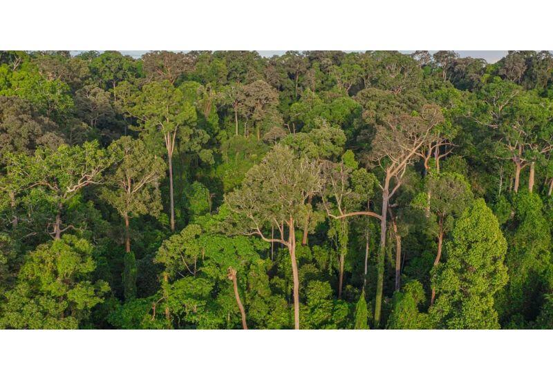 Здоровые тропические леса массово пустеют: