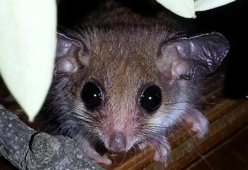 Исчезнувших шесть тысяч лет назад животных нашли живыми в одной стране