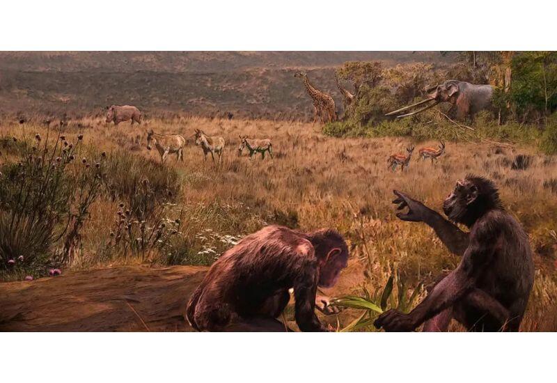 Первая прямоходящая человекообразная обезьяна появилась не в Африке: