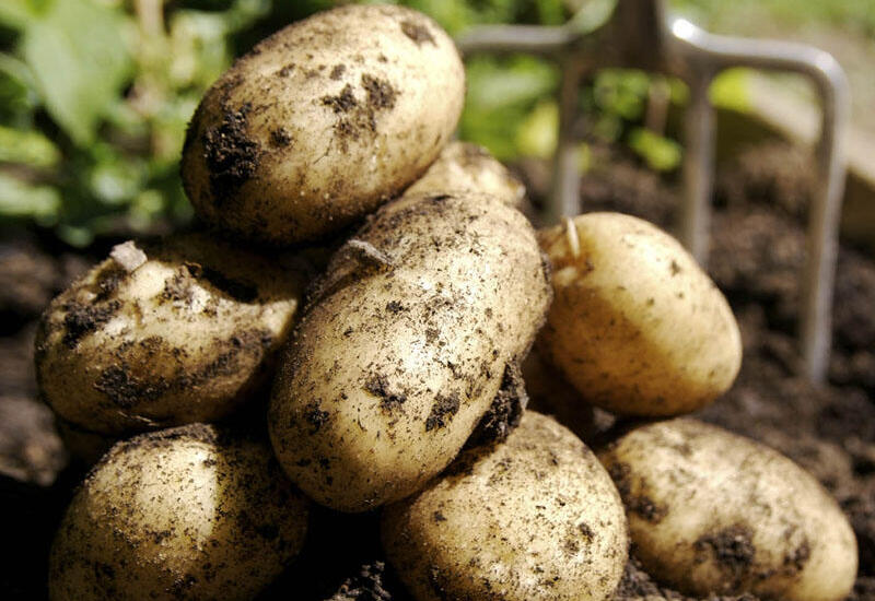 В Азербайджане подорожал картофель