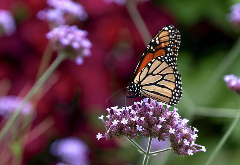 Ученые раскрыли тайну феномена «бабочек в животе»