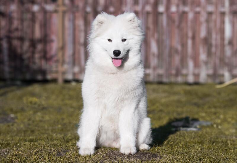 Древнейшая порода собак проявила «музыкальные» способности