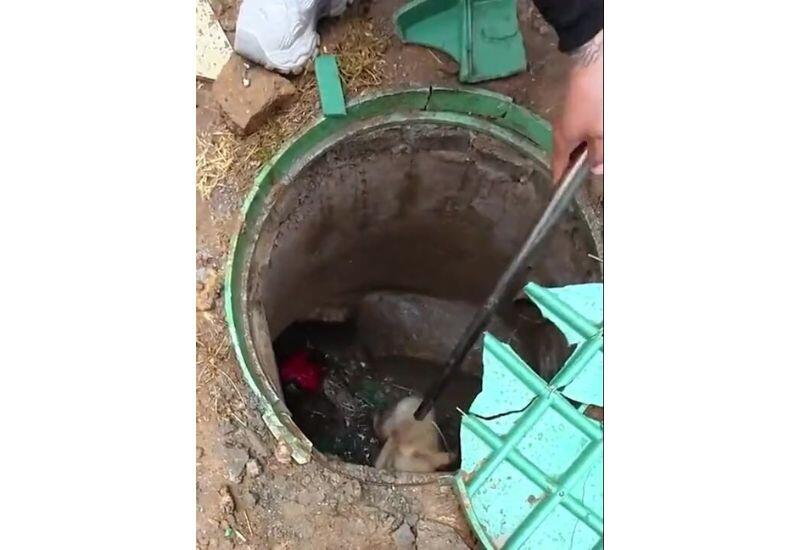 Собака три года прожила в маленькой подземной шахте