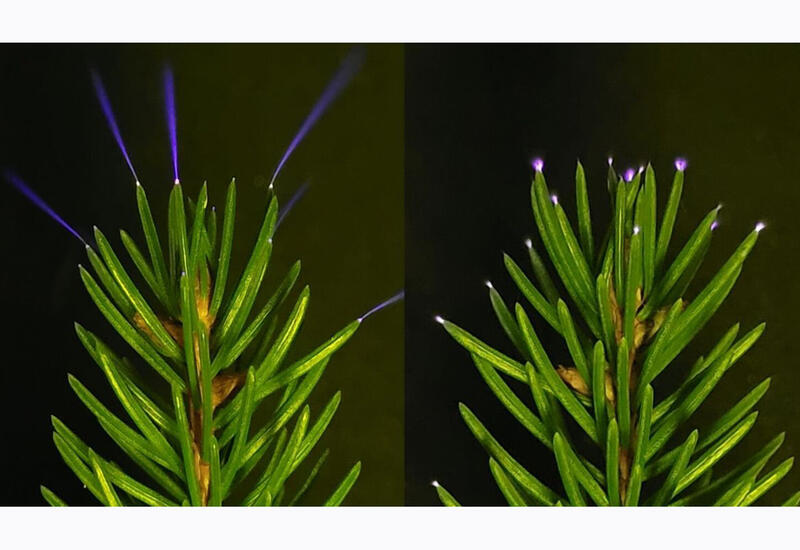 Ученые впервые запечатлели светящиеся во время грозы деревья