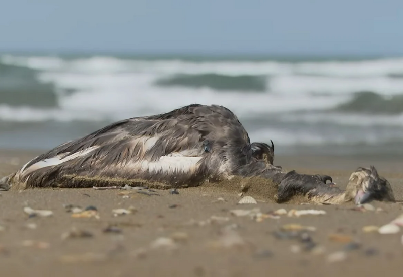 Птицы массово гибнут на берегу Каспия