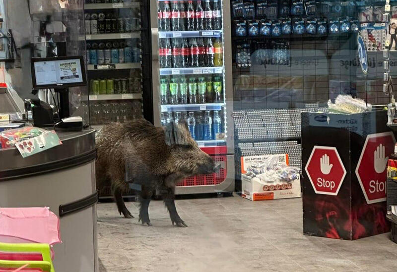 Дикий кабан устроил переполох в торговом центре в Берлине