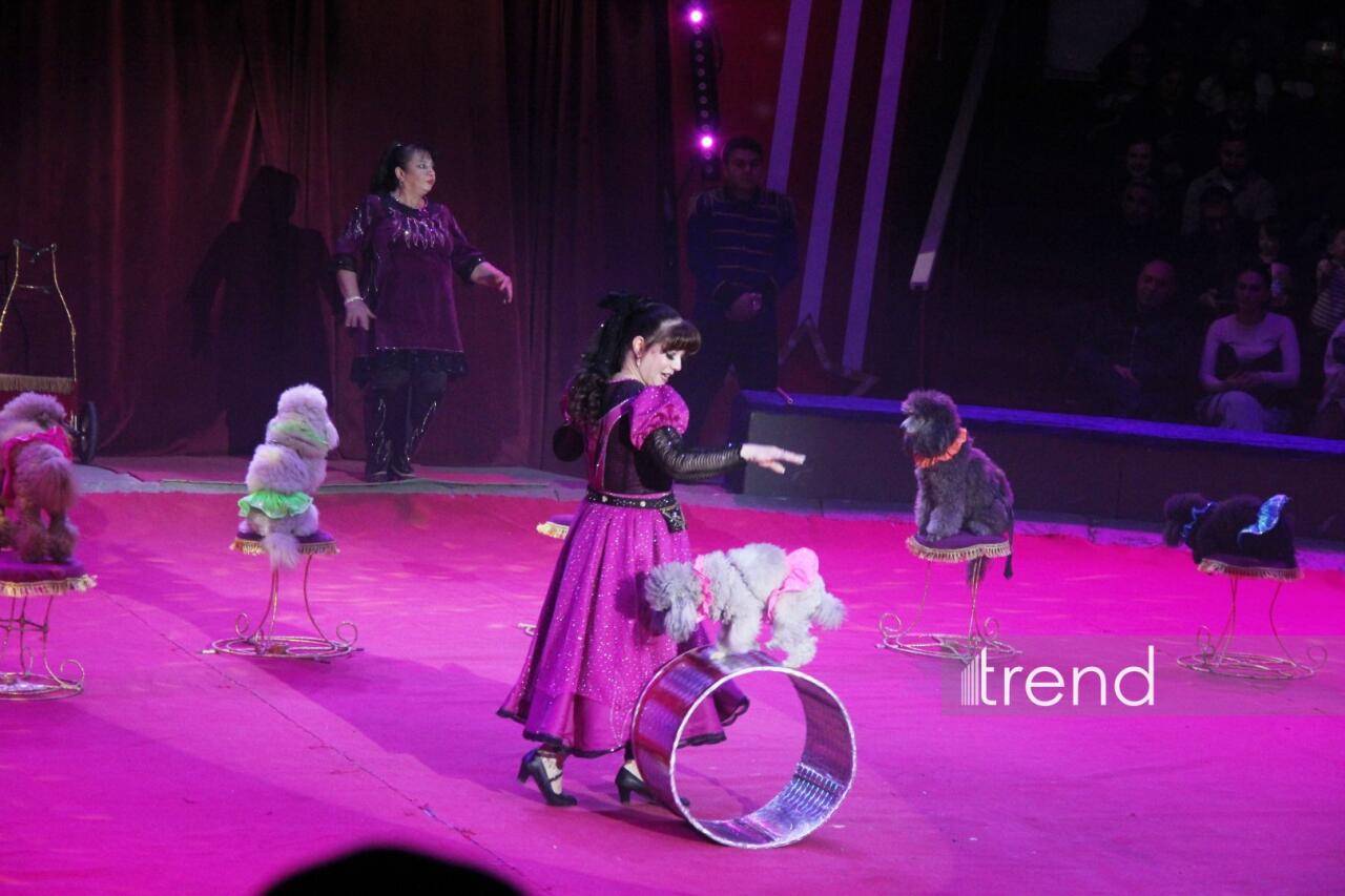 Впервые в Баку легендарное конное шоу "Галкыныш" из Туркменистана - перформанс в Circus Sea Breeze