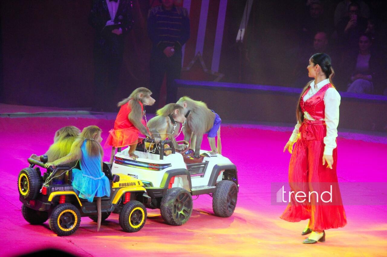 Впервые в Баку легендарное конное шоу "Галкыныш" из Туркменистана - перформанс в Circus Sea Breeze