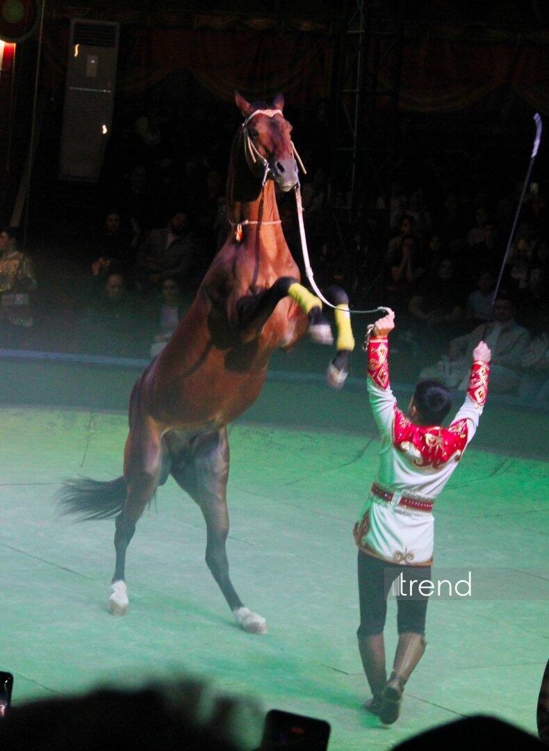 Впервые в Баку легендарное конное шоу "Галкыныш" из Туркменистана - перформанс в Circus Sea Breeze