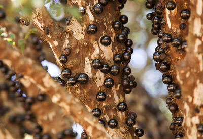 Названа ягода, одинаково полезная для кишечника, печени и мозга