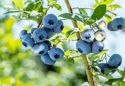 Названа удивительно полезная для сердца и кишечника ягода