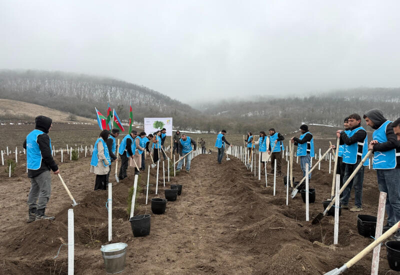 IDEA könüllülərinin iştirakı ilə Tovuzda və Goranboyda 2000-dən çox ağac əkilib