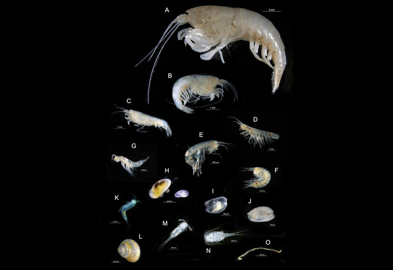 Болезни кишечника предложили лечить слизью ракообразных