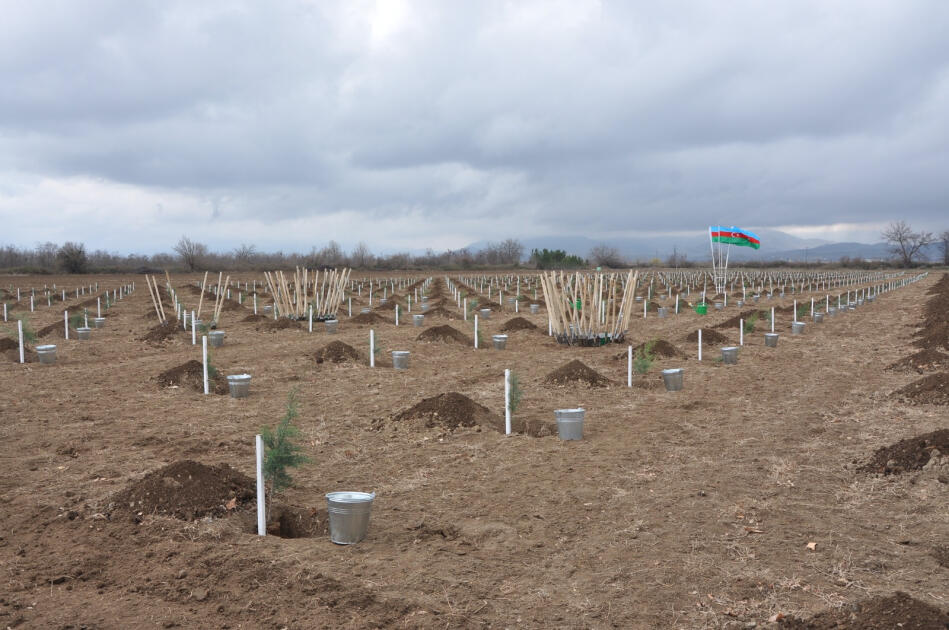 IDEA könüllülərinin iştirakı ilə Tovuzda və Goranboyda 2000-dən çox ağac əkilib