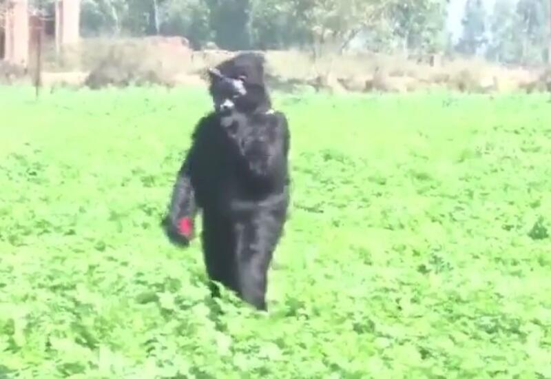 Фермер в Индии отпугивает обезьян необычным способом