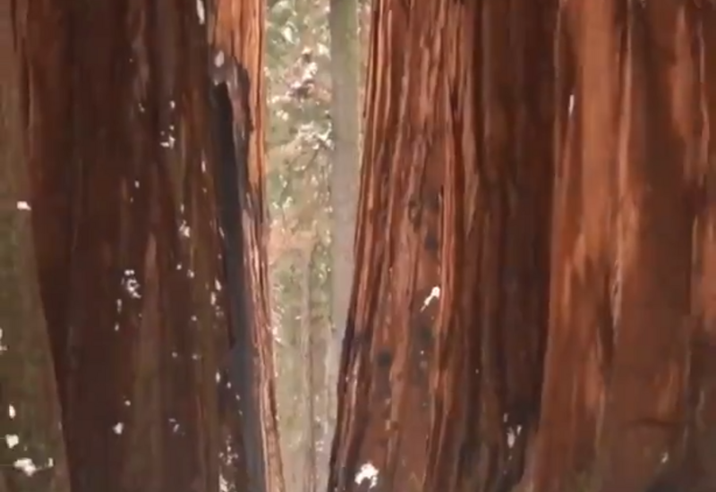 Вот как выглядит человек рядом с гигантскими секвойами