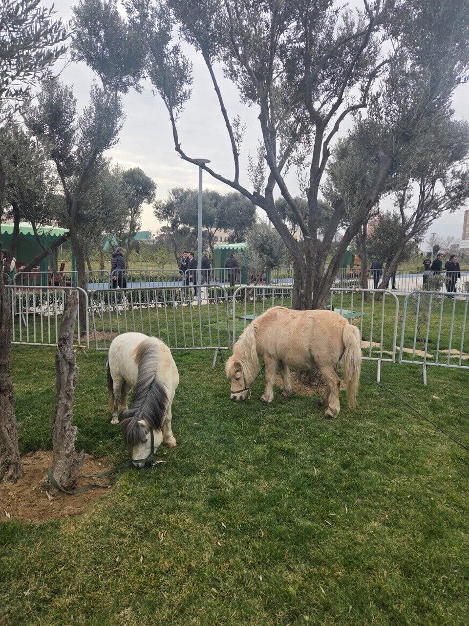 В Баку организовали грандиозный праздник Новруз