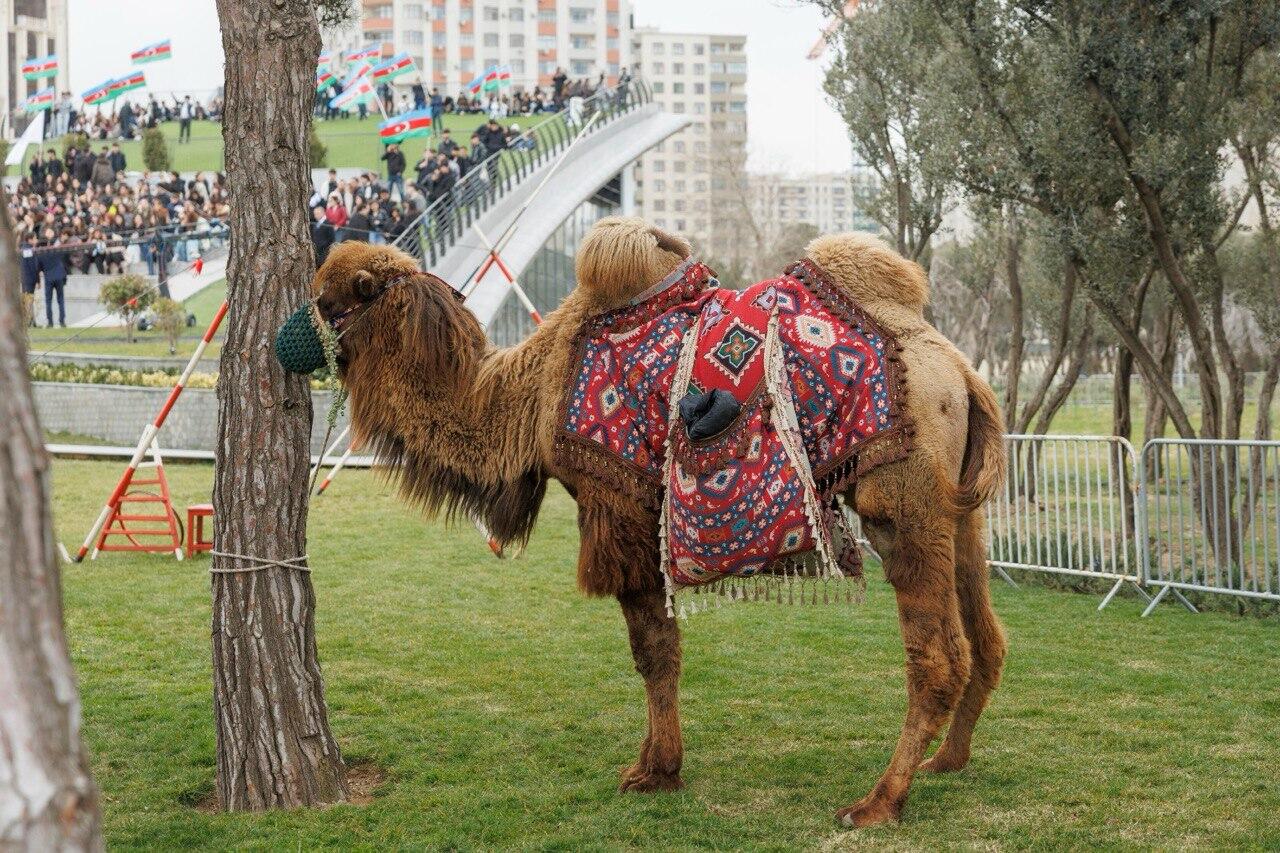В Баку организовали грандиозный праздник Новруз