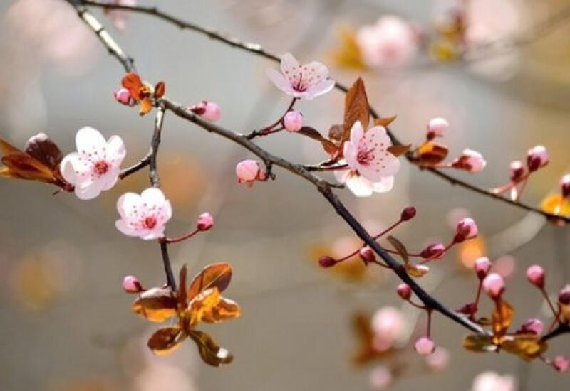 В Азербайджан пришла весна