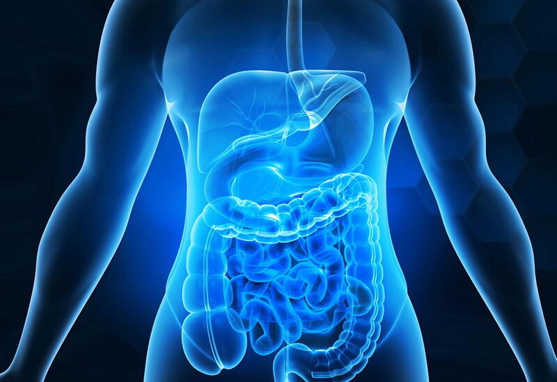 Назван неожиданный фактор регуляции работы кишечника