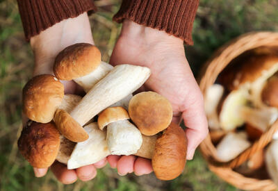 У грибов выявили полезное для пожилых свойство
