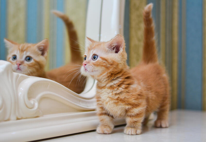 Ученые раскрыли загадку, почему кошки всегда приземляются на лапы