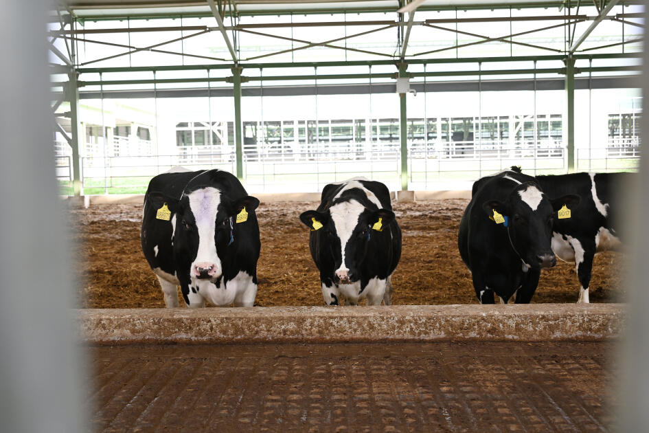 Президент Ильхам Алиев принял участие в открытии животноводческого комплекса «Ширван Агро» в Шамахы