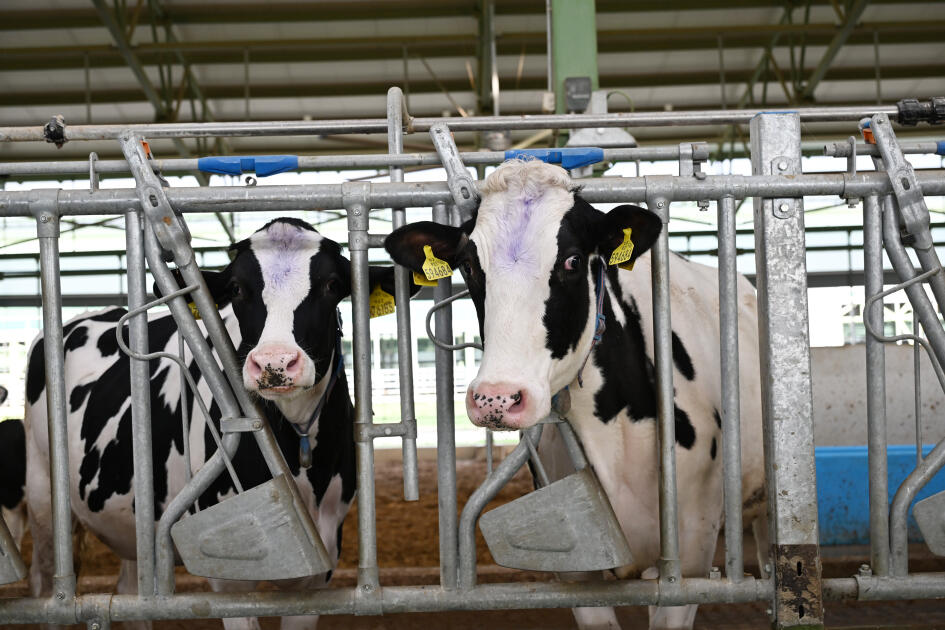 Президент Ильхам Алиев принял участие в открытии животноводческого комплекса «Ширван Агро» в Шамахы