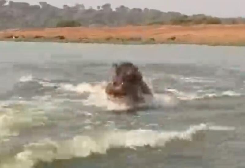 В Уганде бегемот погнался за лодкой с туристами