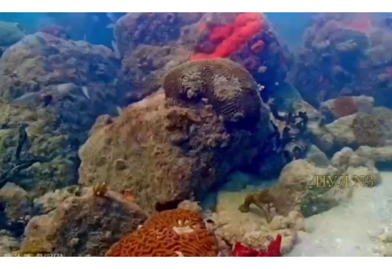 В США тысячу дней снимали подводный таймлапс