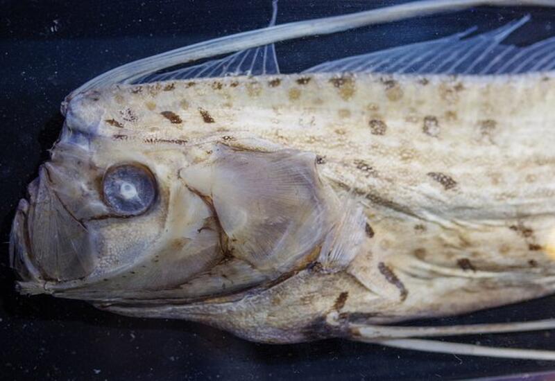 Жители Вьетнама увидели редкую рыбу-предвестника катаклизмов