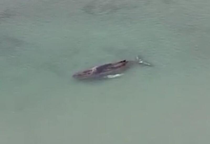 В Балтийском море пытаются спасти гигантского кита